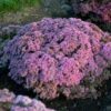 Rock 'N Round 'Pride And Joy' Stonecrop 1 Rock 'N Round 'Pride And Joy' Stonecrop -Green Haven Shop sedum pride joy 1