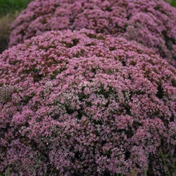 Rock 'N Round 'Pride And Joy' Stonecrop 7 Rock 'N Round 'Pride And Joy' Stonecrop -Green Haven Shop sedum pride joy 3