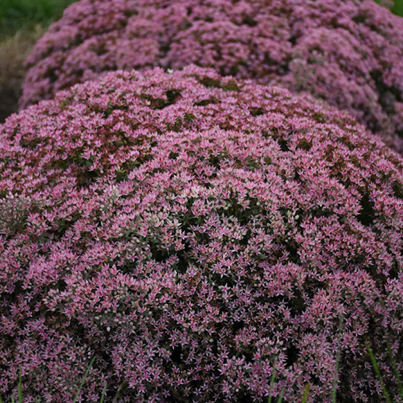 Rock 'N Round 'Pride And Joy' Stonecrop 5 Rock 'N Round 'Pride And Joy' Stonecrop - Image 3