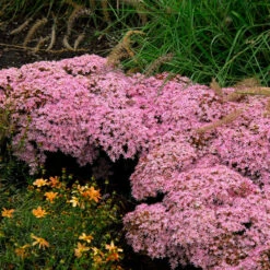Rock 'N Round™ 'Pure Joy' Stonecrop -Green Haven Shop sedum pure joy 1