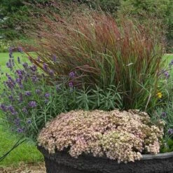 Rock 'N Round™ 'Pure Joy' Stonecrop -Green Haven Shop sedum pure joy 3