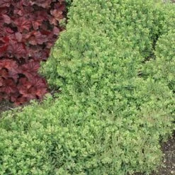 Rock 'N Round™ 'Pure Joy' Stonecrop -Green Haven Shop sedum pure joy 5