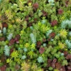 SedumSod® -Green Haven Shop sedum sod 1