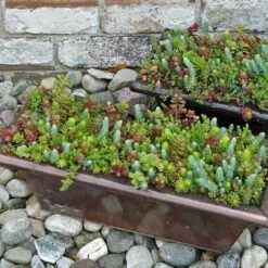 SedumSod® -Green Haven Shop sedum sod 12