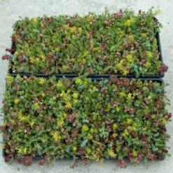 SedumSod® -Green Haven Shop sedum sod 3