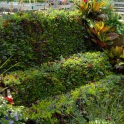 SedumSod® -Green Haven Shop sedum sod 6