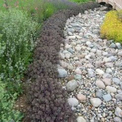 Sunsparkler® 'Dazzleberry' Stonecrop -Green Haven Shop sedum sunsparkler dazzleberry 3 sw