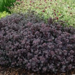 Sunsparkler® 'Dazzleberry' Stonecrop -Green Haven Shop sedum sunsparkler dazzleberry 4 sw