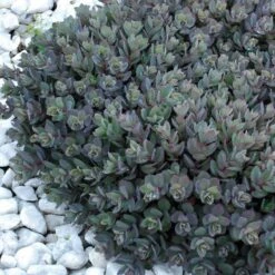 Sunsparkler® 'Dazzleberry' Stonecrop -Green Haven Shop sedum sunsparkler dazzleberry 7 sw