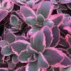 Sunsparkler® 'Dream Dazzler' Stonecrop -Green Haven Shop sedum sunsparkler dream dazzler 1