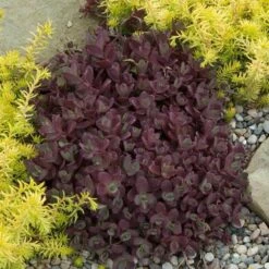 Sunsparkler® 'Firecracker' Stonecrop -Green Haven Shop sedum sunsparkler firecracker 2 sw