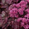 Sunsparkler® 'Firecracker' Stonecrop -Green Haven Shop sedum sunsparkler firecracker 4 sw