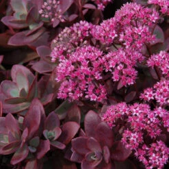 Succulent Ground Cover Collection -Green Haven Shop sedum sunsparkler firecracker 4 354983d6 59f2 404c ada2 2bc66c5bfa58