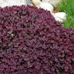 Sunsparkler® 'Firecracker' Stonecrop -Green Haven Shop sedum sunsparkler firecracker 5 sw