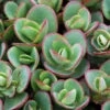 Sunsparkler® 'Lime Zinger' Stonecrop -Green Haven Shop sedum sunsparkler lime zinger 1