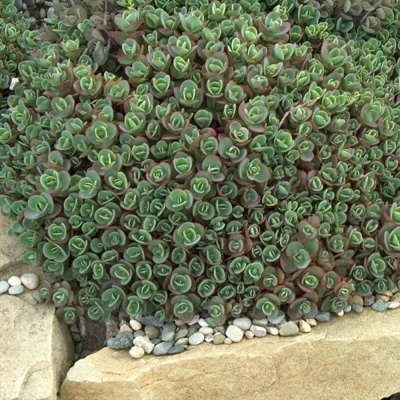 Sunsparkler® 'Lime Zinger' Stonecrop 4 Sunsparkler® 'Lime Zinger' Stonecrop - Image 2