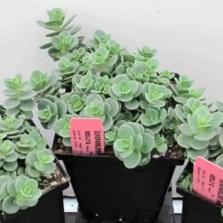 Sunsparkler® 'Lime Zinger' Stonecrop 9 Sunsparkler® 'Lime Zinger' Stonecrop -Green Haven Shop sedum sunsparkler lime zinger 4 sw