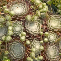 Hens & Chicks Collection -Green Haven Shop sempervivum arachnoideum cobweb 2
