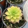 Chick Charms® 'Gold Nugget' Hens & Chicks -Green Haven Shop sempervivum chick charms gold nugget 1 P sw