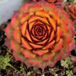 Hens & Chicks Collection -Green Haven Shop sempervivum chick charms gold nugget 2