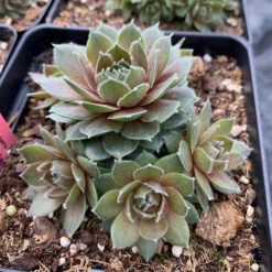 Hens & Chicks Collection -Green Haven Shop sempervivum commander hay 1