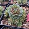 'Commander Hay' Hens & Chicks -Green Haven Shop sempervivum commander hay 2 P sw