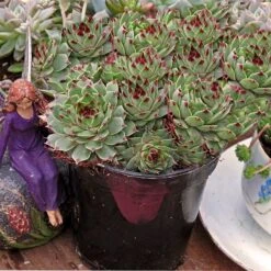 Hens & Chicks Collection -Green Haven Shop sempervivum mrs giuseppi 1
