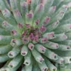 'Oddity' Hens & Chicks -Green Haven Shop sempervivum oddity 1