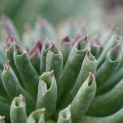 'Oddity' Hens & Chicks -Green Haven Shop sempervivum oddity 3