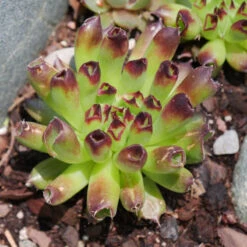 'Oddity' Hens & Chicks -Green Haven Shop sempervivum oddity 4