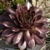 'Pacific Devil's Food' Hens & Chicks 1 'Pacific Devil's Food' Hens & Chicks -Green Haven Shop sempervivum pacific devils food hen and chick 1