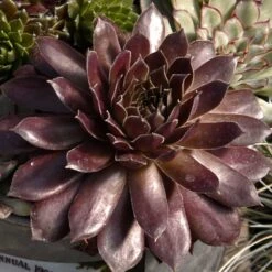 Hens & Chicks Collection -Green Haven Shop sempervivum pacific devils food hen and chick 1 2917c118 120c 48cb 8fb1 4b8e7261f822