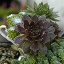 'Pacific Devil's Food' Hens & Chicks -Green Haven Shop sempervivum pacific devils food hen and chick 3