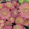 'Peggy' Hens & Chicks -Green Haven Shop sempervivum peggy 1 P