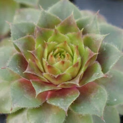 Hens & Chicks Collection -Green Haven Shop sempervivum red rubin 1 ff28a4c0 33e6 40f2 bf64 eaa93507f37b