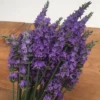 Sensational!® Lavender -Green Haven Shop sensational lavender