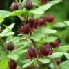 Simply Scentsational® Sweetshrub -Green Haven Shop simply scentastional calycanthus sweetshrub 2