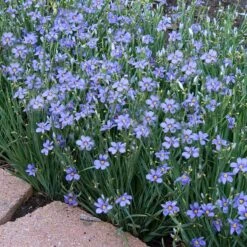 'Lucerne' Blue-Eyed Grass -Green Haven Shop sisyrinchium lucerne 3