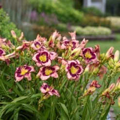 Rainbow Rhythm® 'Sound Of My Heart' Daylily -Green Haven Shop sound of my heart daylily 1
