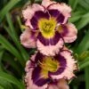 Rainbow Rhythm® 'Sound Of My Heart' Daylily -Green Haven Shop sound of my heart daylily 2