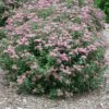 Double Play® Artisan® Spirea 1 Double Play® Artisan® Spirea -Green Haven Shop spiraea double play artisan 1 sw