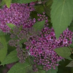 Double Play® Artisan® Spirea 7 Double Play® Artisan® Spirea -Green Haven Shop spiraea double play artisan 2 sw