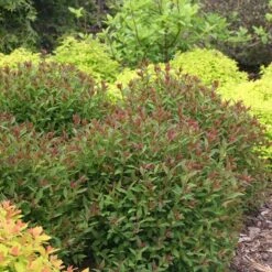 Double Play® Artisan® Spirea 8 Double Play® Artisan® Spirea -Green Haven Shop spiraea double play artisan 3 sw