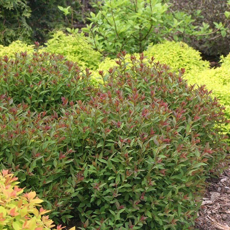 Double Play® Artisan® Spirea 5 Double Play® Artisan® Spirea - Image 3