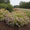 Double Play Big Bang® Spirea 1 Double Play Big Bang® Spirea -Green Haven Shop spiraea double play big bang 1 sw