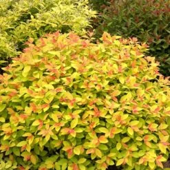 Double Play Big Bang® Spirea -Green Haven Shop spiraea double play big bang 2 sw