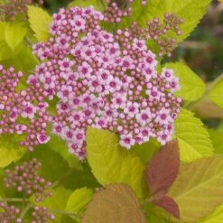Double Play Big Bang® Spirea -Green Haven Shop spiraea double play big bang 3 sw