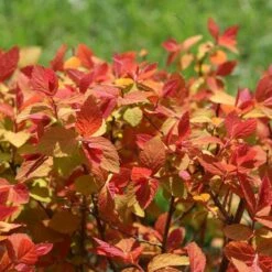 Double Play Big Bang® Spirea -Green Haven Shop spiraea double play big bang 4 sw