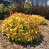 Double Play® Candy Corn® Spirea -Green Haven Shop spiraea double play candy corn 1 sw