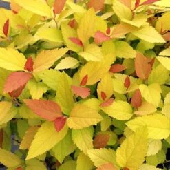 Double Play® Candy Corn® Spirea 8 Double Play® Candy Corn® Spirea -Green Haven Shop spiraea double play candy corn 2 sw